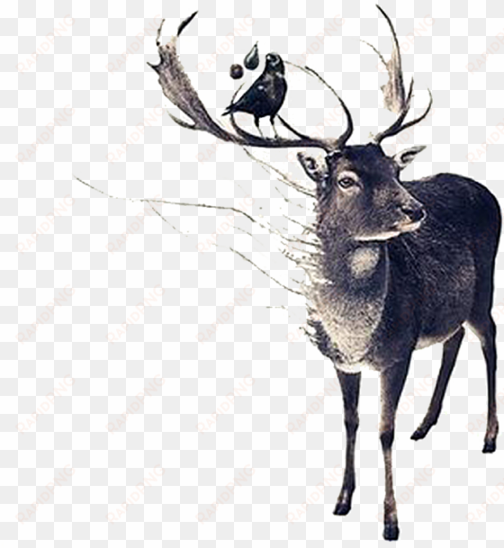 drawing antlers hand drawn - deer art