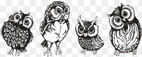Drawing Art Cute Birds Owls Transparent Cute Owls Owl - Owl Transparent transparent png image