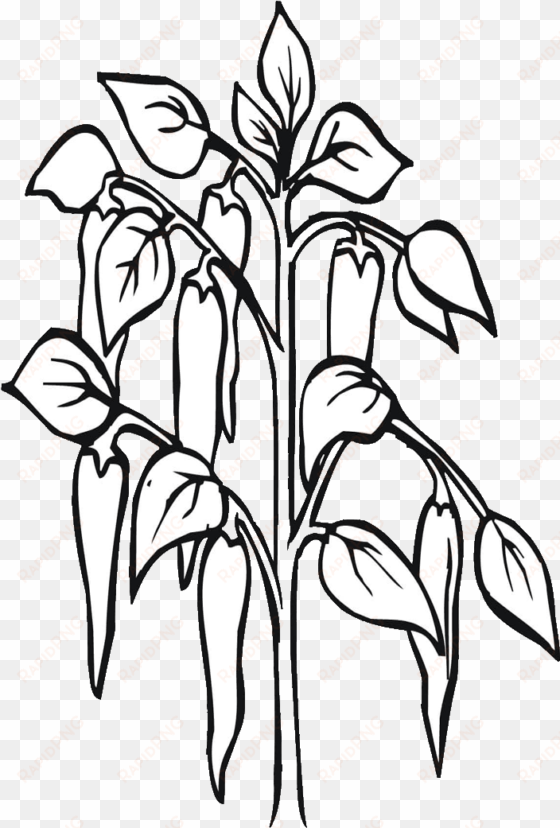 Drawing At Getdrawings Com Free For Personal - Chilli Plant Black And White transparent png image