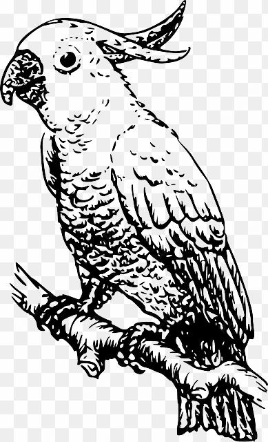 drawing, bird, branch, wings, tail, beak, cockatoo - cockatoo clipart black and white