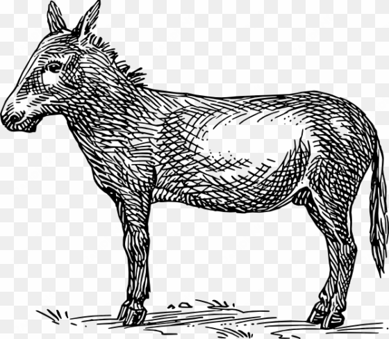 drawing donkey jpg freeuse stock - mule clipart black and white