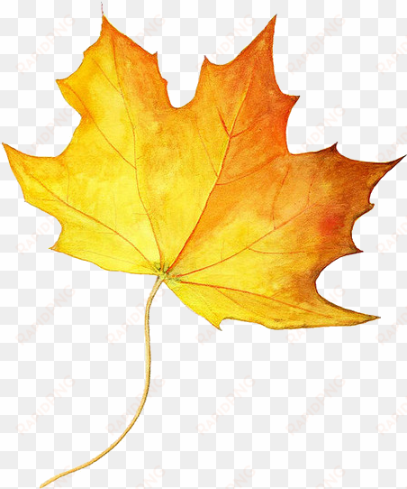 drawing maple leaf autumn leaf color colored pencil - maple syrup tree leaf