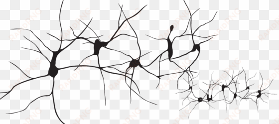drawing neuron hematospermia organ - neurons png