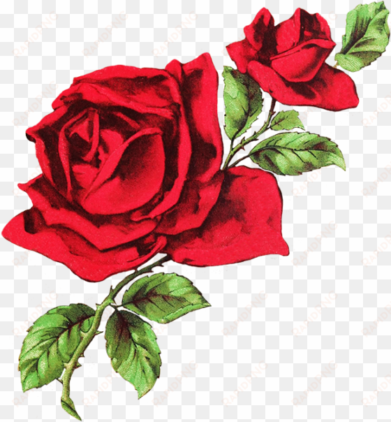 drawing of two red roses - white and red aesthetic header