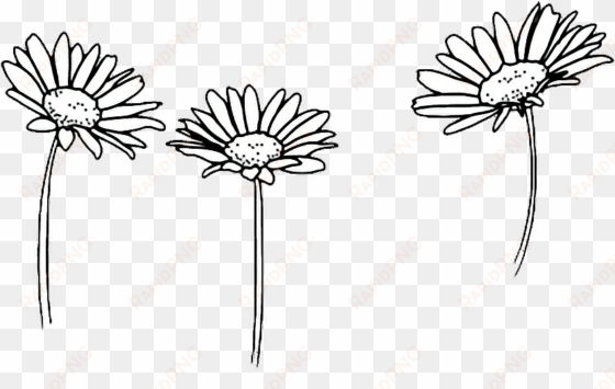 drawing outline sunflowers flower tumblr - transparent flowers black and white