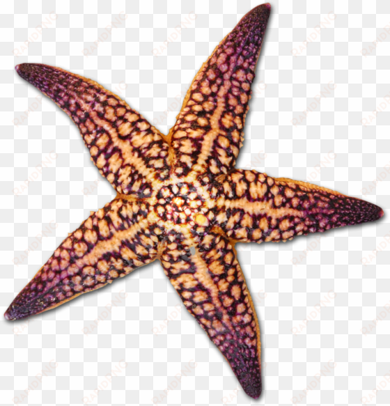 Drawing Shells Starfish Png Freeuse Library - Transparent Background Starfish And Shells Png transparent png image