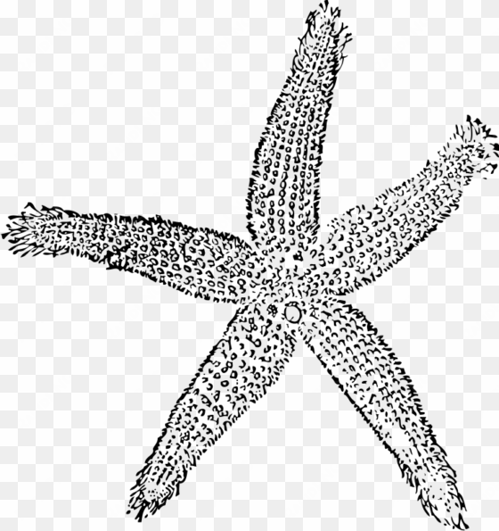 drawing starfish colour - fish clip art