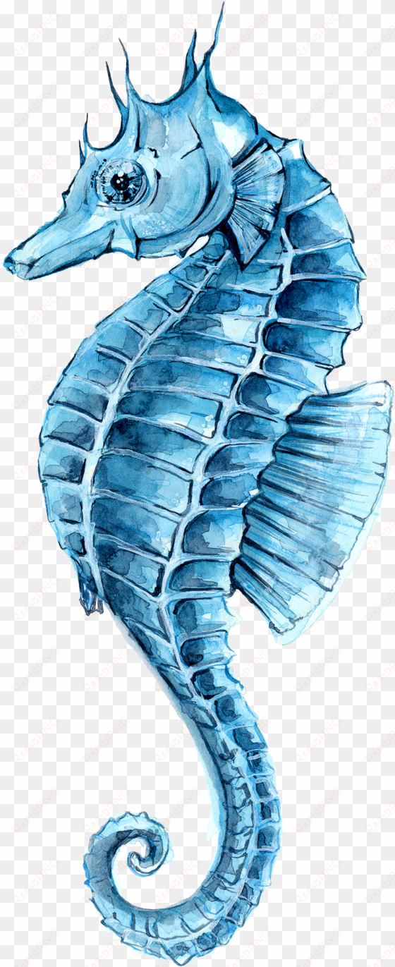 drawing watercolor painting seahorse clip art - caballito de mar acuarela