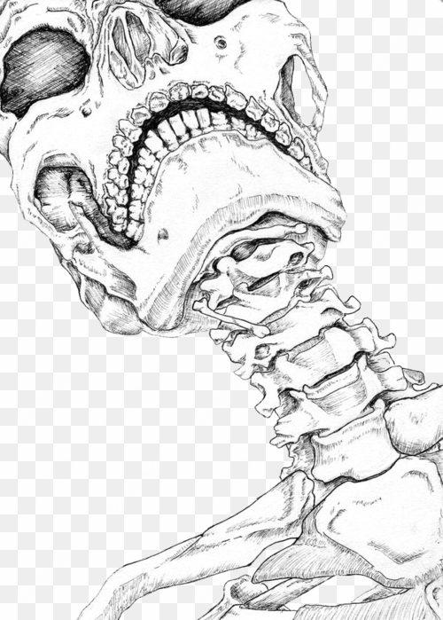 drawn bones transparent - human neck bone drawing