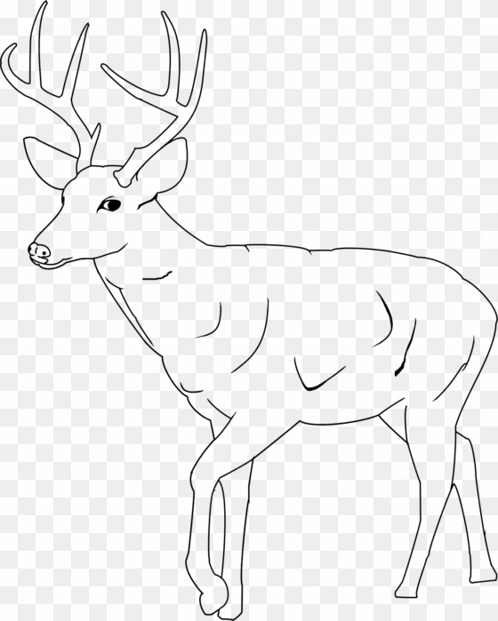 drawn buck deer antler - printable white tail deer