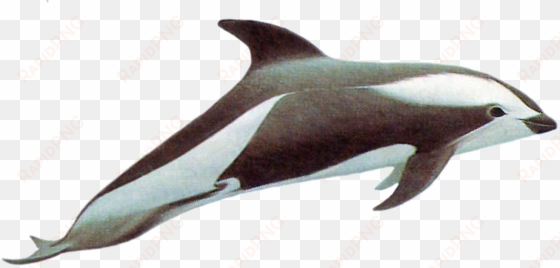 drawn dolphins hourglass dolphin - hourglass dolphin png