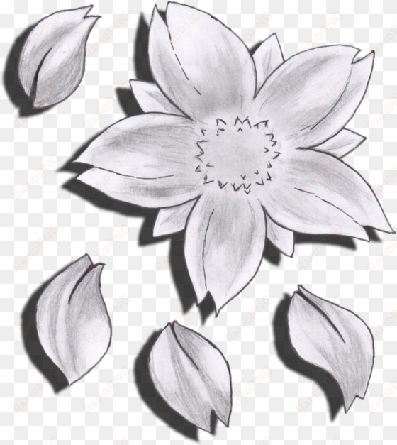 drawn flower cherry blossom - cherry blossom flower drawing