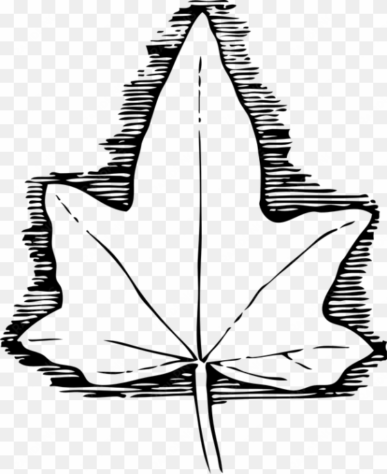drawn ivy ivy leaf - ivy leaf template