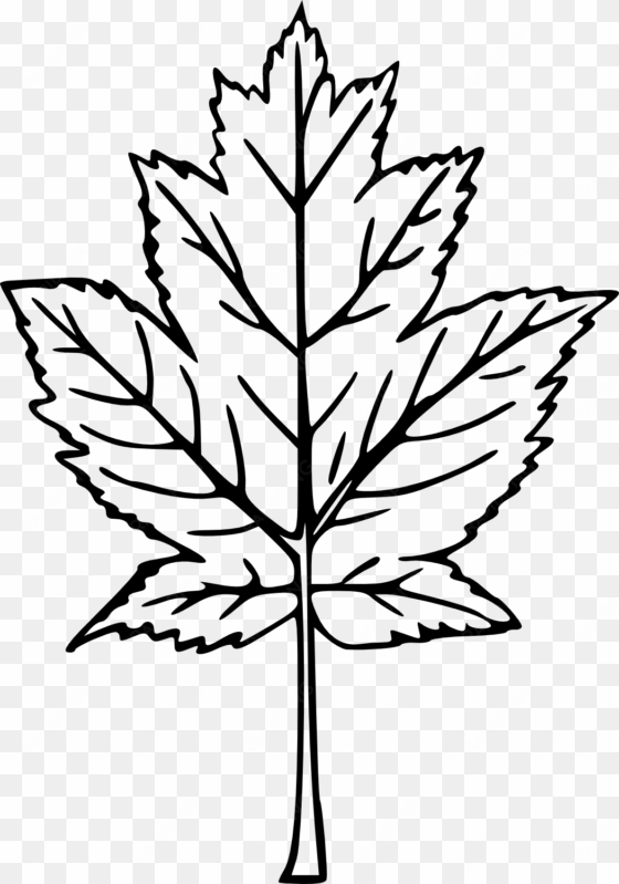 drawn maple leaf transparent - transparent hand drawn tree png