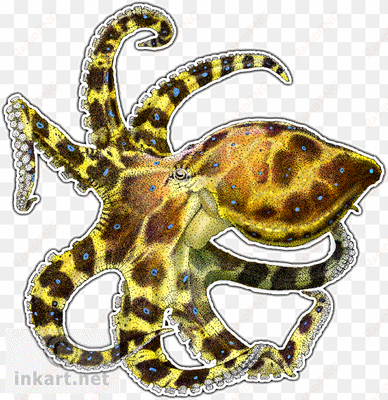 drawn octopus transparent - blue-ringed octopus rectangle sticker