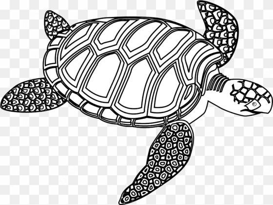 drawn sea turtle black and white - green sea turtle black and white