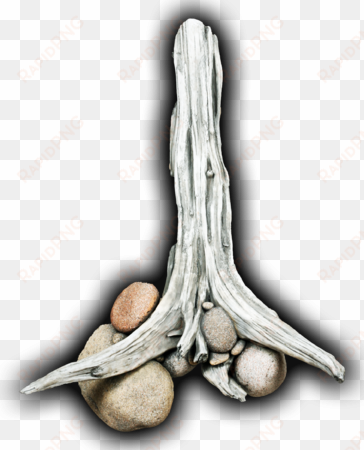driftwood/rock wall scene - elephant garlic