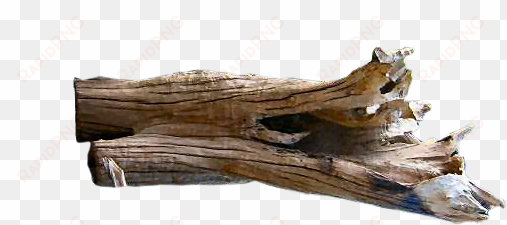 driftwood vector drift wood - driftwood