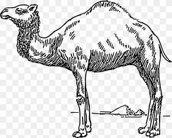 dromedary camel svg clip arts 600 x 482 px