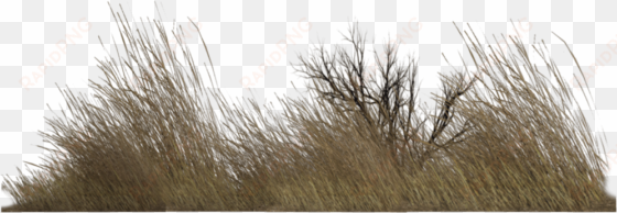 dry grass png - imagenes png de vegetacion