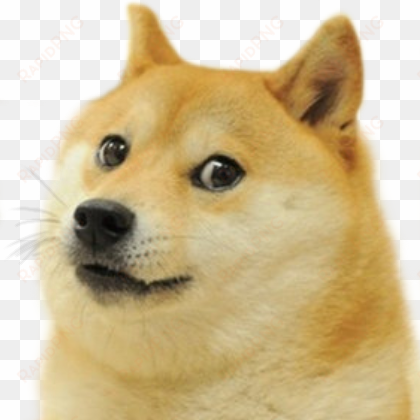 Dsp Is A Dank Meme Master - Wow Such Doge! Wow Such Doge! Wow Such Doge! Sticker transparent png image