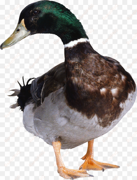 duck png