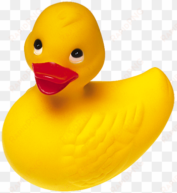 duck png available in different size - things that are color yellow