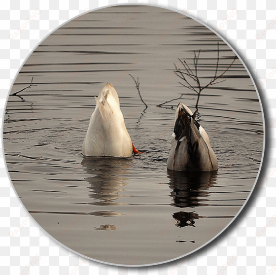 Ducks, Png, Diving, Water, Lake, Water Bird, Animal - Water transparent png image