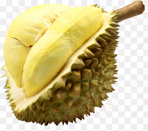 durian monthong fruit thailand - thailand durian