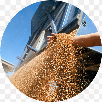 dust collection challenges in the agricultural industry - agricultural markets instability: revisiting the recent