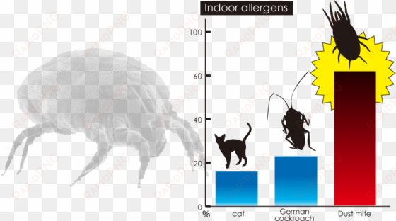 dust mites are main caouse of allergy - dust mite length