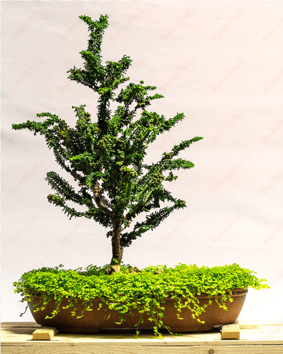 dwarf hinoki cypress seka - bonsai