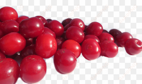 dwarf sour cherries & sour cherries - sour cherries png
