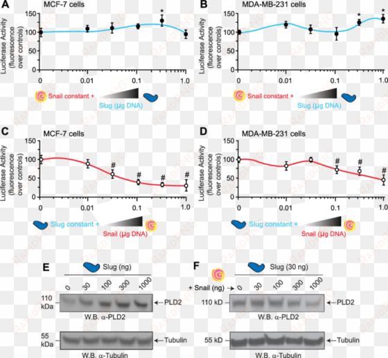 e slug and snail differentially regulate pld2 in low-versus - diagram