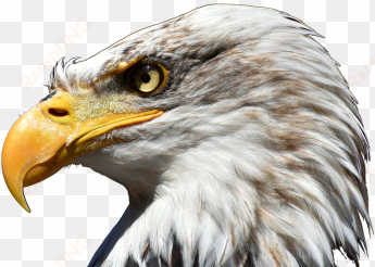 eagle, eagle, white neck eagle, white png and psd - burung garuda tampak samping
