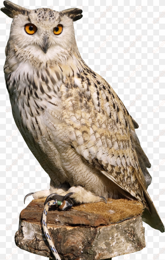 eagle owl png transparent image - owl png