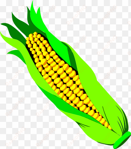 ear of corn - cob clipart