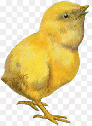 easter chicken clip art - chicken gif png