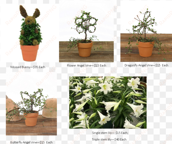 easter lily pictures - houseplant