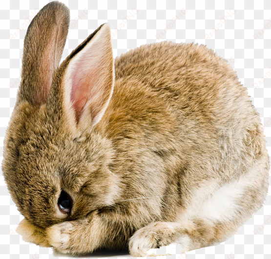 easter rabbit png pic - scared rabbit