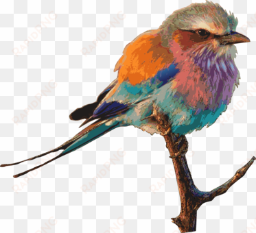 eastern bluebird birds & birding drawing birdwatching - roller bird png