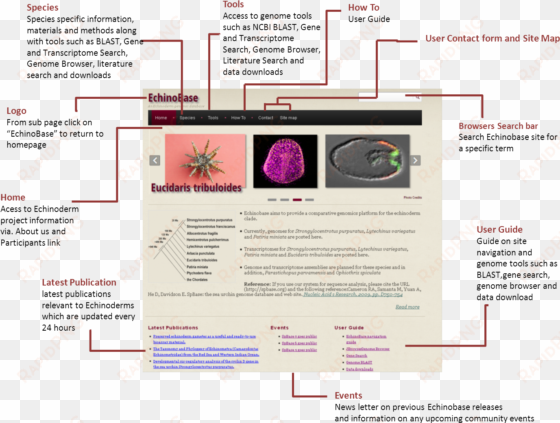 echinobase navigation guide - navigation