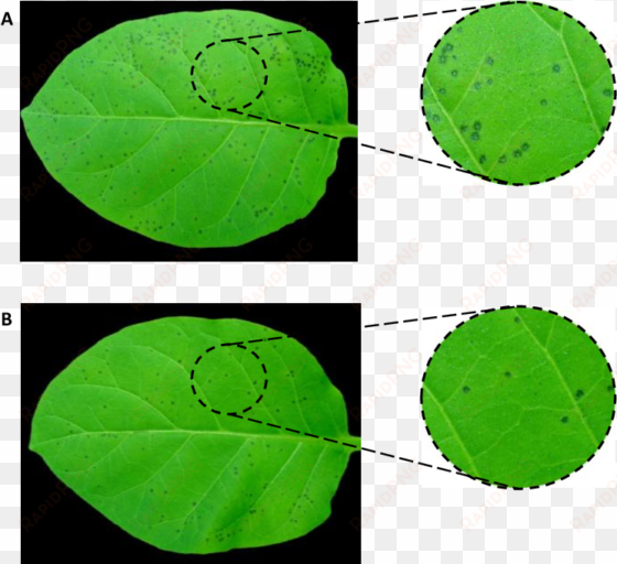 effect of algae extracts on the infection symptoms - mask