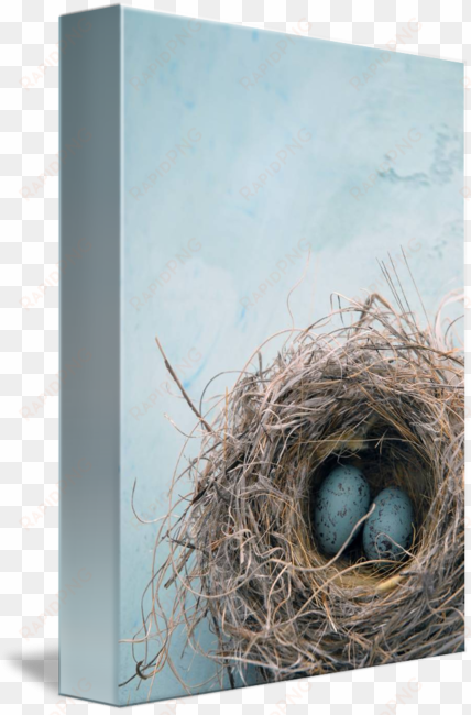 eggs in a nest by elena ray - colour scheme duck egg blue