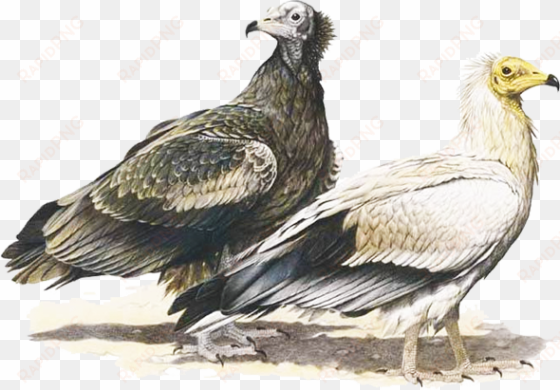 Egyptian Vulture - Egyptian Vulture Illustration transparent png image