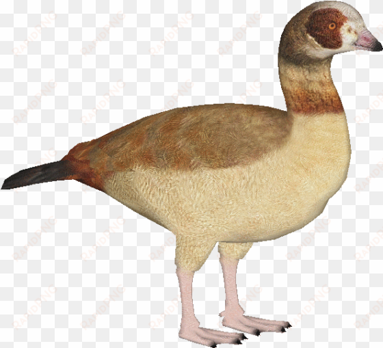 egyptiangoose - zt2 download library ducks