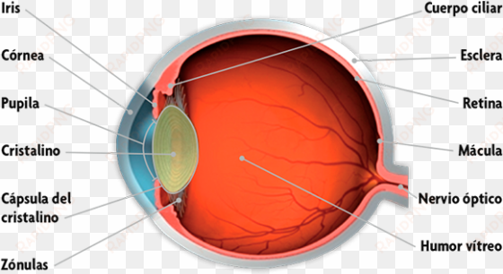 el ojo humano y sus partes - partes del ojo interno