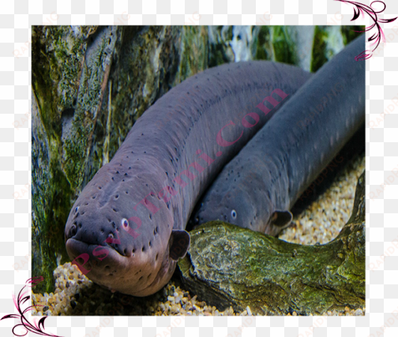 Electric-eel - Electric Eel transparent png image