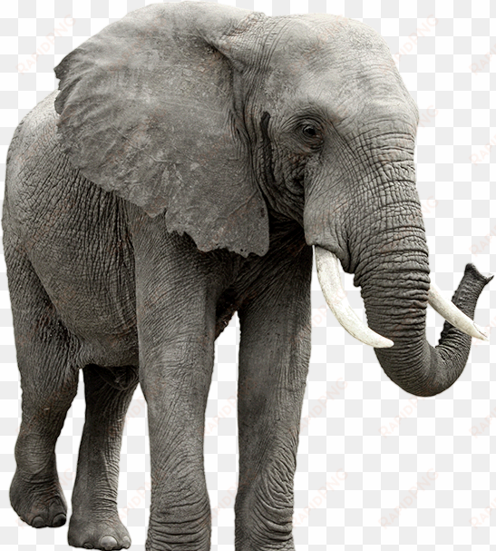 elephant png - elephant transparent