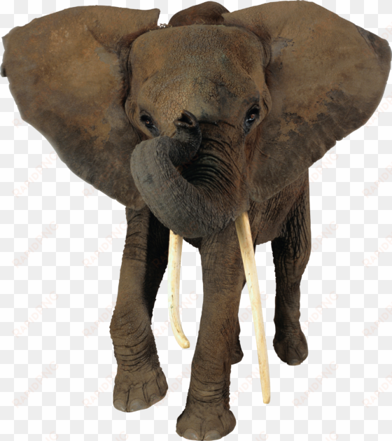 elephant png - transparent background elephant png